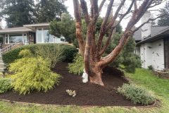 4_tree_care-new_bark-rotated